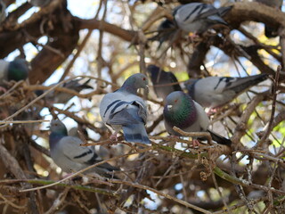 bird on a branch