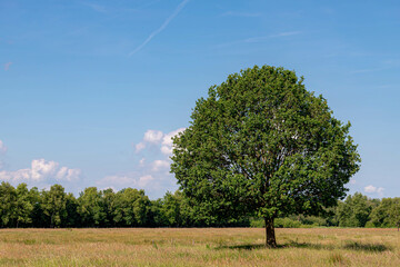 Wall Mural - Selective focus of a on outstanding tree with green leaves in between forest and blue sky as background, Wild grass field on marshland, Countryside of Netherlands in summer, Nature background.