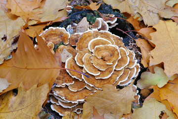 Poster - Schmetterlingstramete Trametes versicolor im Herbstwald -  turkey tail or Trametes versicolor in forest