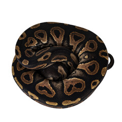 Leinwandbilder - Top view curled up baby female Ballpython aka Python regius, isolated cutout on transparent background.