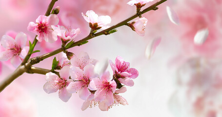 Poster - Beautiful flowering peach branch in spring in nature. Spring flowers on a delicate pink background close-up macro.