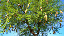 Wildlife - Weaver Birds Nest On Bamboo Tree In Nature Outdoor. Baya Weaver With Nest