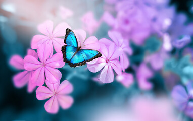 Fotomurales - Beautiful blue butterfly Morpho on pink-violet flowers in spring in nature close-up macro.