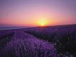 Beautiful lavender field on a sunrise. Magic beauty of landscape