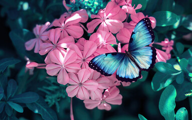 Fotomurales - Beautiful blue butterfly on a pink flower in nature, close-up macro.