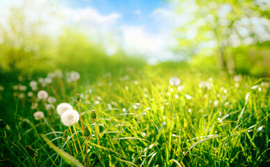 Fotomurales - Beautiful close-up image of fresh green grass with ripe dandelions in natural meadow on warm summer morning with blurred background.