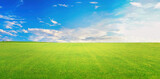 Fototapeta Kuchnia - Beautiful background image of endless green field with young grass and blue sky with white clouds on bright sunny day. Natural spring summer landscape.