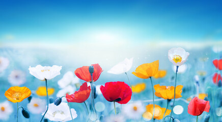 Fotomurales - Beautiful spring colorful natural flower background with red yellow and white poppies on light blue background.