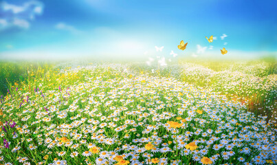 Fotomurales - Beautiful summer spring meadow with blooming field daisies and fluttering butterflies in the rays of the sun against a blue sky with clouds. Floral natural background.
