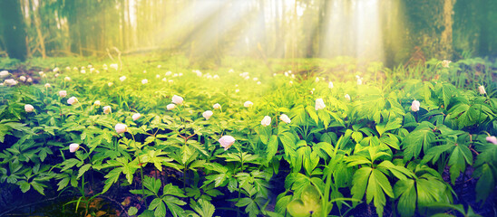 Fotomurales - Beautiful white flowers of anemones in spring forest in sunlight in nature. Spring morning forest panoramic landscape with flowering primroses one dawn.