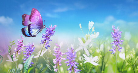 Fotomurales - Purple butterfly on wild white violet flowers in grass against blue sky, macro. Spring summer fresh artistic image of beauty nature..