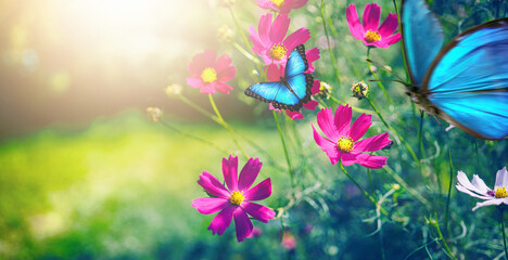 Fotomurales - Blue butterflies flutter over magenta Cosmos flowers in spring summer in nature outdoors in sunlight, macro.
