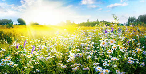 Fotomurales - A beautiful, sun-drenched spring summer meadow. Natural colorful panoramic landscape with many wild flowers of daisies against blue sky. A frame with soft selective focus.