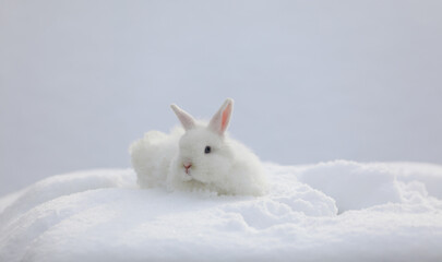 Wall Mural - white hare sitting in the snow