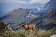 © Ines - Podenco in den Alpen
