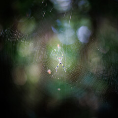 spider in the shade, Key largo
