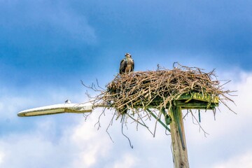 stork in nest