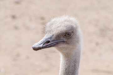 Wall Mural - curious red neck ostrich gets a close up head shot on a sunny day on your safari