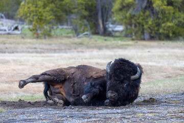 Wall Mural - american bison in park, american bison, Yellowstone National Park