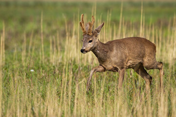 Wall Mural - Roe deer, capreolus capreolus, with velvet antlers walking on long grass. Roebuck moving on meadow in spring nature. Brown mammal marching on field from side.