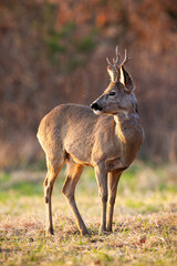 Wall Mural - roe deer, capreolus capreolus, observing on dry field in autumn in vertical shot. roebuck looking ba