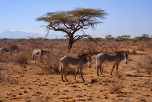 Grevy Zebra In Samburu