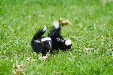 Two baby skunks playing together in the grass.