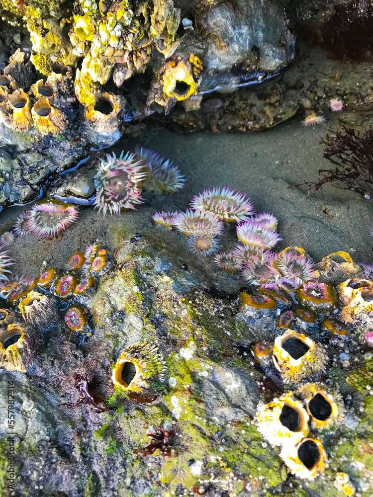 Tide pool creatures including sea anemone, decorator crabs, barnacles ...