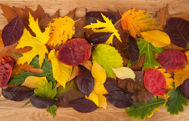 Poster - Yellow, orange, green, red various autumn fallen leaves on a wooden background.