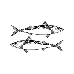 vector illustration of two sea fish