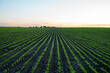 © Volodymyr_sh - Rows of young fresh beet leaves with a sunset sky. Beetroot plants growing in a fertile soil on a field. Cultivation of beet. Agriculture.