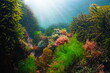 Various algae underwater in the ocean with sunlight, Atlantic ocean, Spain, Galicia