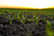 Rows of young fresh corn seedling. Maize growing in a fertile soil on a field. Cultivating of sorts corn. Agriculture.