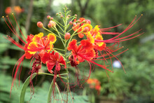 Pride Of Barbados (Dwarf Poinciana Or Flower Fence) With Some Petals Starting To Wither.