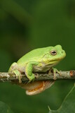 Fototapeta Zwierzęta - Gray treefrog hyla versicolor on twig