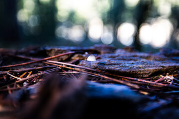 macro mushroom 2