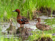 A Cinnamon Teal Couple Standing Within A Marsh Habitat, With The Drake Up On A Mound Looking Alert Prior To Takeoff.