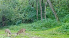 Two Young Buck Whitetails Play Fighting On A Groomed Trail And Clearing The Woods Of The Upper Midwest In The Late Summer; Concepts Of Reproduction, Wildlife Management, Game Camera And Hunting