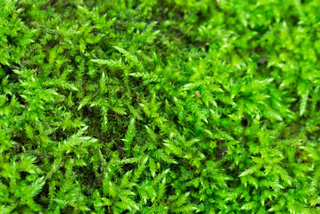 Wall Mural - green moss background closeup selective focus