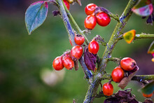 Cotoneaster Simonsii, Bright Red  Berries On Branch 
