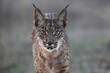 Lynx pardinus in spain
