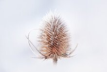 Frost And Snow Covered Dipsacus On White Background, On Winter Snow Covered Day. Teasels Are Easily Identified With Their Prickly Stem And Leaves. 