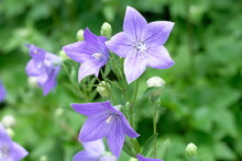 Purple Bell Flower In Blooming