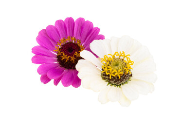 Sticker - zinnia flower isolated