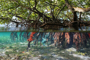 Wall Mural - Mangrove trees in the water with their roots partially covered by sea sponges, split view over and under water surface, Caribbean sea