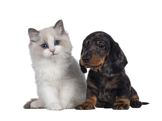 Poster - Cute Ragdoll cat kitten and Dachshund aka teckel dog pup, sitting together facing front. Looking towards camera. Isolated cutout on transparent background.