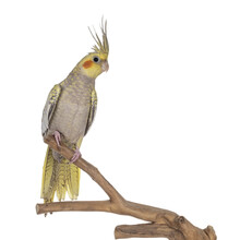 Female Cockatiel Bird Aka Nymphicus Hollandicus, Sitting Side Ways On Wooden Branch. Isolated Cutout On Transparent Background.Crest Up.