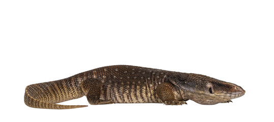 Fototapete - Side view of young Savannah Monitor aka Varanus exanthematicus lizard. Isolated cutout on transparent background.