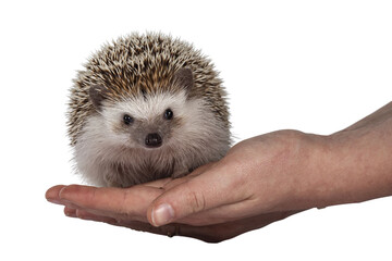 adult male fout toed hedgehog aka atelerix albiventris. sitting facing front on huma hand. isolated 