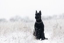 Portrait Of A Big Black Dog Giant Schnauzer Breed In A Field In Winter.